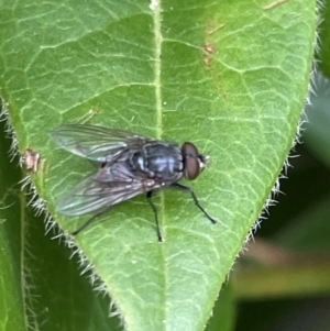 Calliphora vicina at Canberra, ACT - 8 Feb 2023