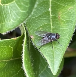 Calliphora vicina at Canberra, ACT - 8 Feb 2023