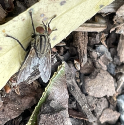 Oxysarcodexia varia (Striped Dung Fly) at Canberra, ACT - 8 Feb 2023 by Hejor1