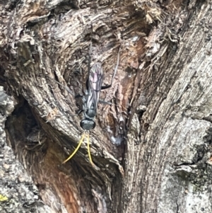 Fabriogenia sp. (genus) at Canberra, ACT - 8 Feb 2023