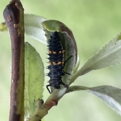 Harmonia conformis (Common Spotted Ladybird) at Canberra, ACT - 8 Feb 2023 by Hejor1