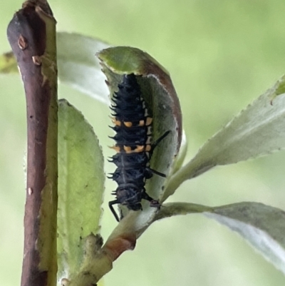 Harmonia conformis (Common Spotted Ladybird) at Canberra, ACT - 8 Feb 2023 by Hejor1