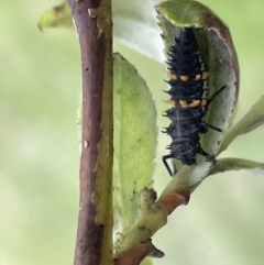 Harmonia conformis at Canberra, ACT - 8 Feb 2023