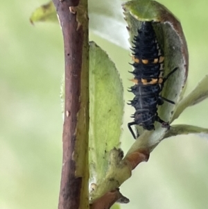 Harmonia conformis at Canberra, ACT - 8 Feb 2023