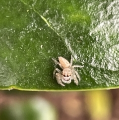 Opisthoncus sp. (genus) at Canberra, ACT - 8 Feb 2023