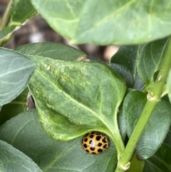 Harmonia conformis (Common Spotted Ladybird) at Glebe Park - 8 Feb 2023 by Hejor1