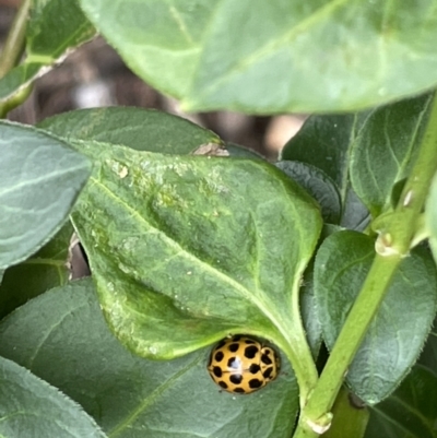 Harmonia conformis (Common Spotted Ladybird) at City Renewal Authority Area - 8 Feb 2023 by Hejor1