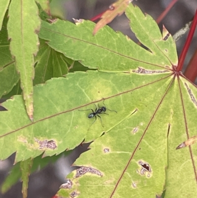 Iridomyrmex sp. (genus) (Ant) at City Renewal Authority Area - 8 Feb 2023 by Hejor1