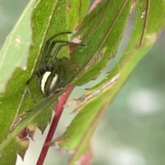 Deliochus zelivira (Messy Leaf Curling Spider) at Glebe Park - 8 Feb 2023 by Hejor1