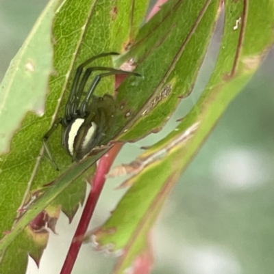 Deliochus zelivira (Messy Leaf Curling Spider) at City Renewal Authority Area - 8 Feb 2023 by Hejor1