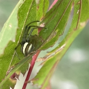 Deliochus zelivira at Canberra, ACT - 8 Feb 2023 05:52 PM