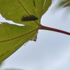 Japananus hyalinus (Japanese Maple Leafhopper) at City Renewal Authority Area - 8 Feb 2023 by Hejor1