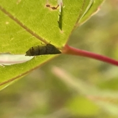 Japananus hyalinus at Canberra, ACT - 8 Feb 2023