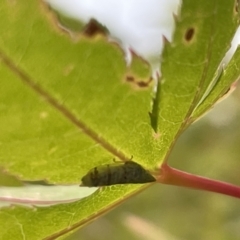 Japananus hyalinus at Canberra, ACT - 8 Feb 2023 05:53 PM