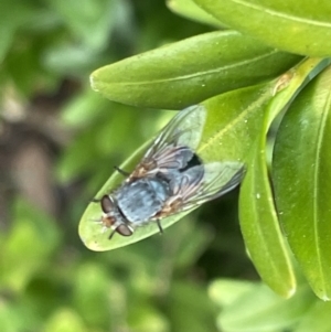 Calliphora vicina at Canberra, ACT - 8 Feb 2023