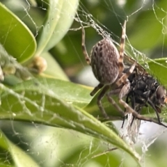 Badumna sp. (genus) (Lattice-web spider) at Canberra, ACT - 8 Feb 2023 by Hejor1