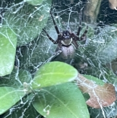 Badumna sp. (genus) (Lattice-web spider) at Glebe Park - 8 Feb 2023 by Hejor1