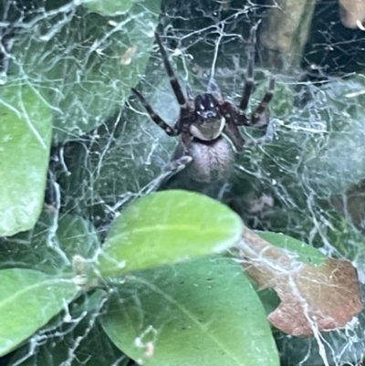 Badumna sp. (genus) (Lattice-web spider) at City Renewal Authority Area - 8 Feb 2023 by Hejor1