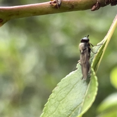 Stratiomyidae (family) (Soldier fly) at City Renewal Authority Area - 8 Feb 2023 by Hejor1