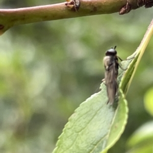 Stratiomyidae (family) at Canberra, ACT - 8 Feb 2023