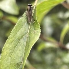 Stratiomyidae (family) at Canberra, ACT - 8 Feb 2023