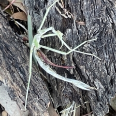 Phasmatodea (order) (Unidentified stick insect) at Casey, ACT - 11 Feb 2023 by Hejor1