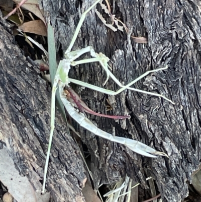 Phasmida sp. (order) (Unidentified stick insect) at Casey, ACT - 10 Feb 2023 by Hejor1