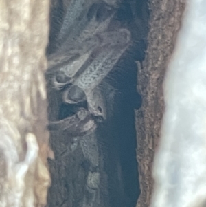 Sparassidae (family) at Casey, ACT - 11 Feb 2023