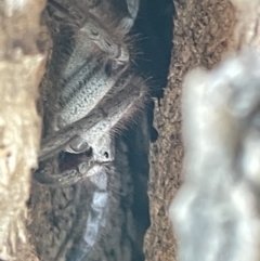 Sparassidae (family) at Casey, ACT - 11 Feb 2023