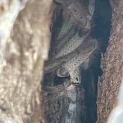 Sparassidae (family) at Casey, ACT - 11 Feb 2023