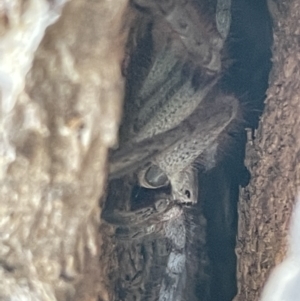 Sparassidae (family) at Casey, ACT - 11 Feb 2023 10:25 AM