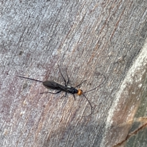 Braconidae (family) at Casey, ACT - 11 Feb 2023 10:28 AM