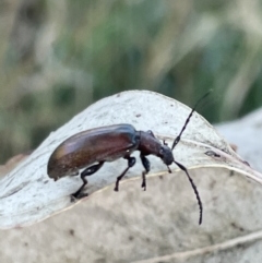 Ecnolagria grandis (Honeybrown beetle) at Casey, ACT - 11 Feb 2023 by Hejor1