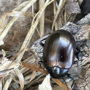 Chalcopteroides spectabilis at Casey, ACT - 11 Feb 2023 10:31 AM