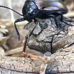 Chalcopteroides spectabilis at Casey, ACT - 11 Feb 2023