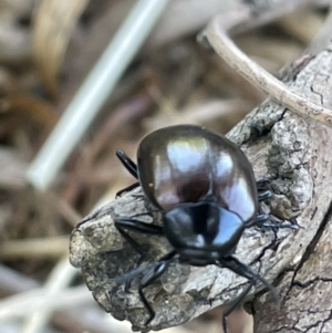 Chalcopteroides spectabilis at Casey, ACT - 11 Feb 2023