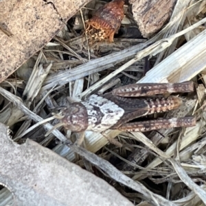 Pycnostictus sp. (genus) at Casey, ACT - 11 Feb 2023 10:36 AM