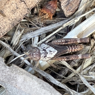 Pycnostictus sp. (genus) (A bandwing grasshopper) at Casey, ACT - 10 Feb 2023 by Hejor1