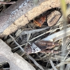 Pycnostictus sp. (genus) at Casey, ACT - 11 Feb 2023