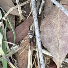 Pycnostictus sp. (genus) at Casey, ACT - 11 Feb 2023 10:36 AM