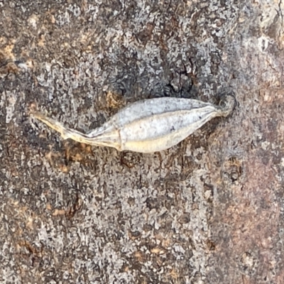 Hyalarcta nigrescens (Ribbed Case Moth) at Casey, ACT - 11 Feb 2023 by Hejor1