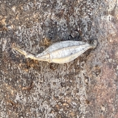 Hyalarcta nigrescens (Ribbed Case Moth) at Casey, ACT - 10 Feb 2023 by Hejor1