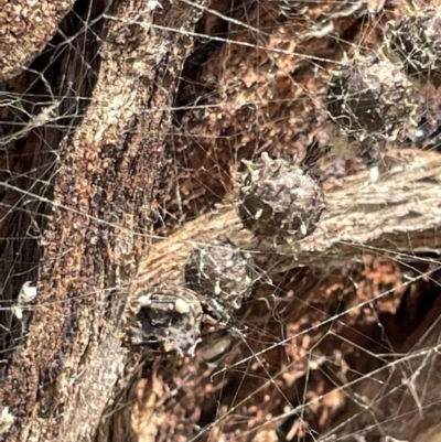 Celaenia calotoides (Bird-dropping spider) at Casey, ACT - 11 Feb 2023 by Hejor1