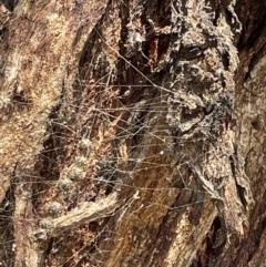 Celaenia calotoides at Casey, ACT - 11 Feb 2023 10:42 AM