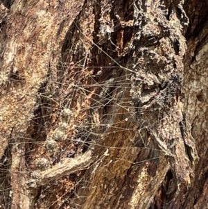 Celaenia calotoides at Casey, ACT - 11 Feb 2023 10:42 AM