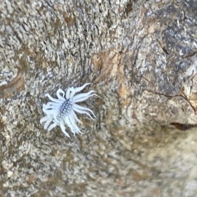 Cryptolaemus montrouzieri (Mealybug ladybird) at Casey, ACT - 11 Feb 2023 by Hejor1