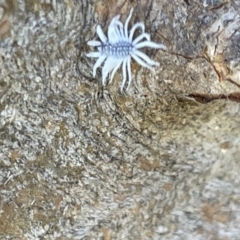 Cryptolaemus montrouzieri at Casey, ACT - 11 Feb 2023