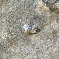 Cryptolaemus montrouzieri at Casey, ACT - 11 Feb 2023