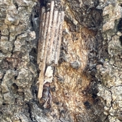 Clania ignobilis (Faggot Case Moth) at Casey, ACT - 10 Feb 2023 by Hejor1