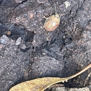 Paropsisterna decolorata at Casey, ACT - 11 Feb 2023